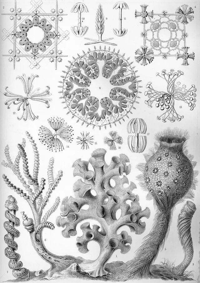 Hexactinellida