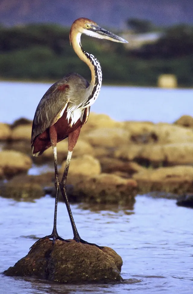 Nalbana Bird Sanctuary