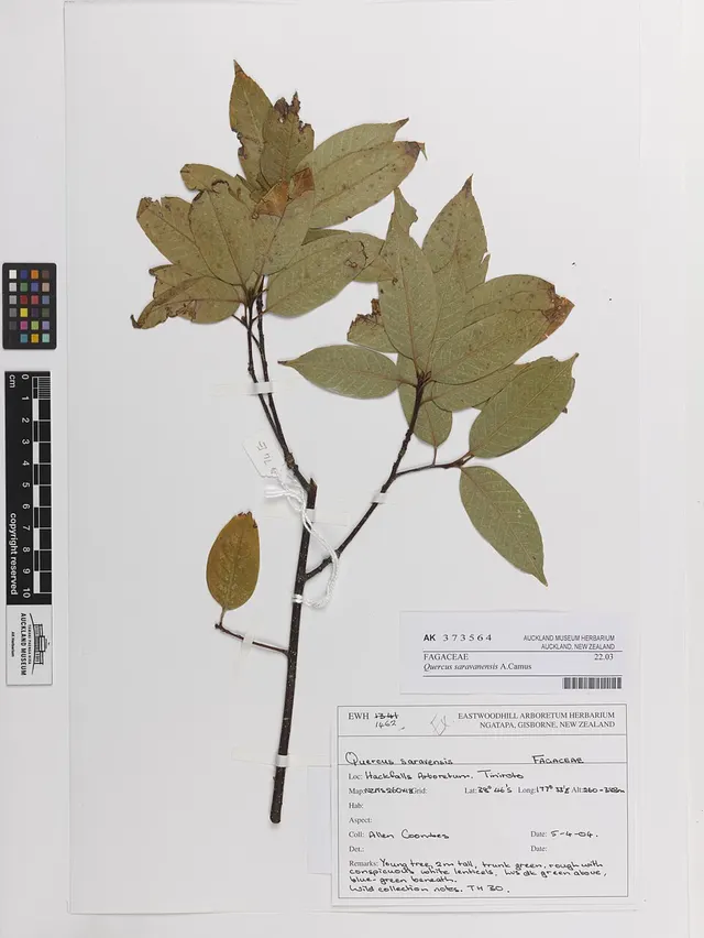 Quercus saravanensis