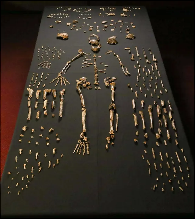 Homo naledi