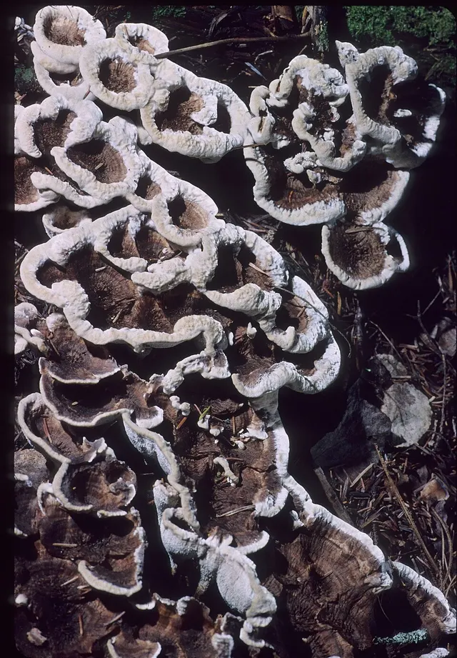 Phellodon confluens