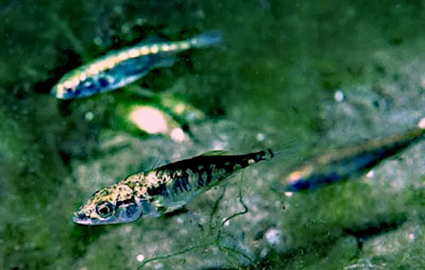 Gasterosteoidei