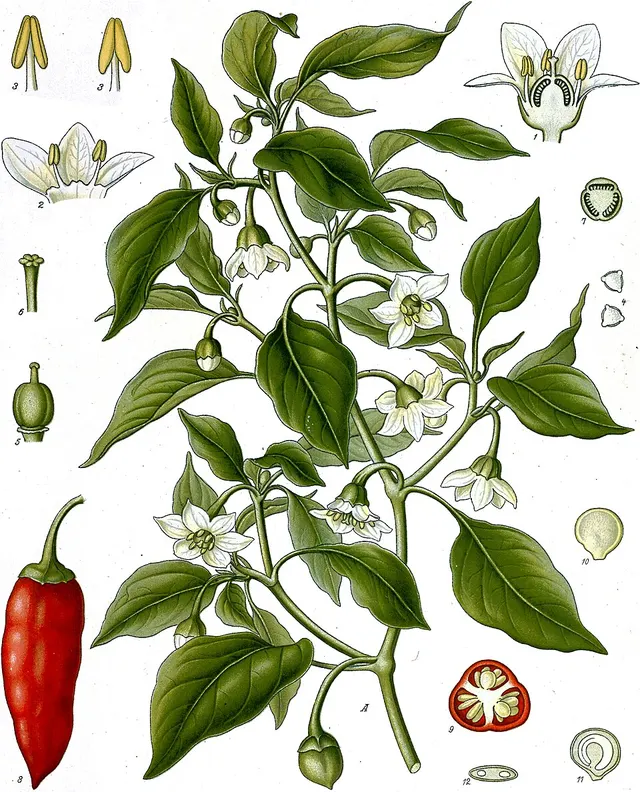 Piment de Cayenne