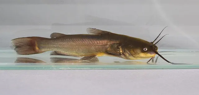 Poisson-chat commun