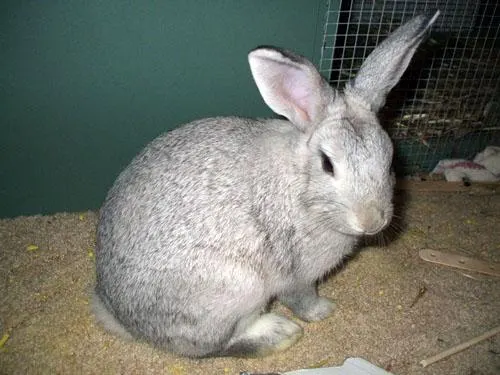 Lapin chinchilla