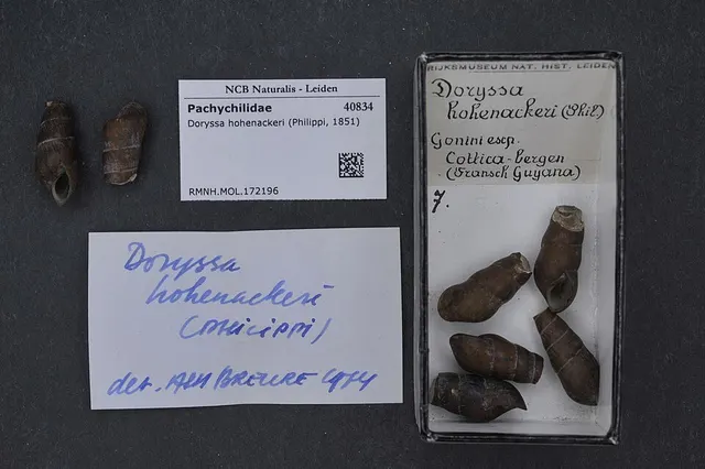 Doryssa hohenackeri