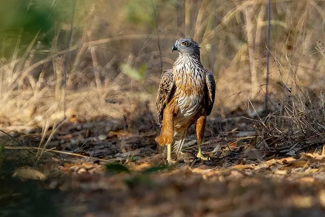 Red goshawk