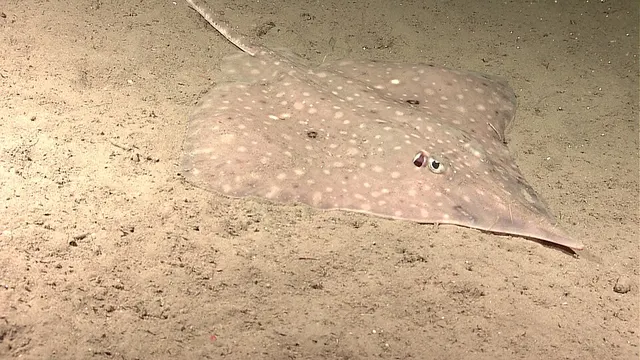 Caliraja rhina