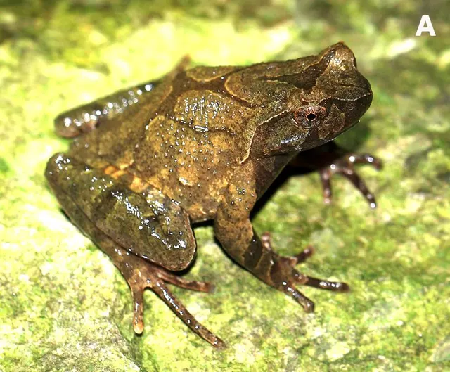 Boulenophrys lini