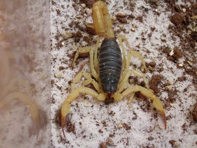 Hadrurus