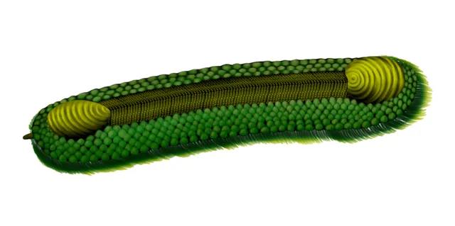 Halkieriid