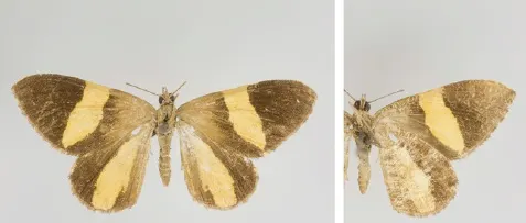Hagnagora discordata