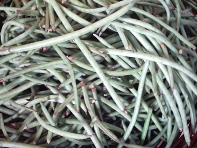 Vigna unguiculata