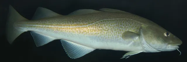 Gadiformes