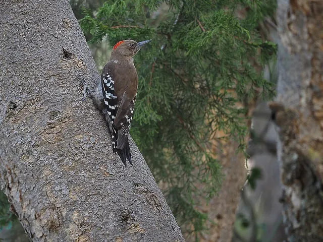 Arabian woodpecker