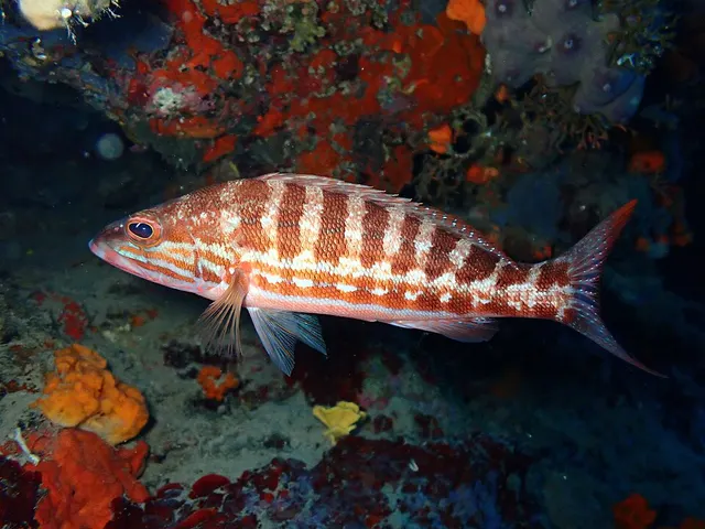 Serranidae