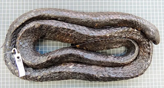 Aipysurus apraefrontalis