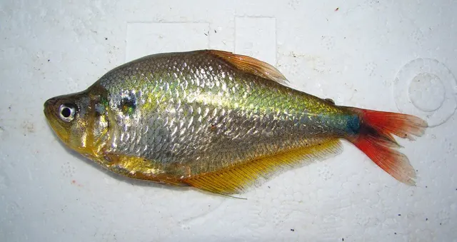 Characidae