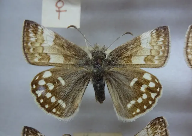 Erynnis montana