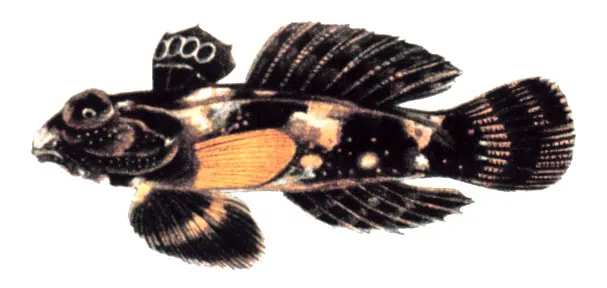 Callionymidae