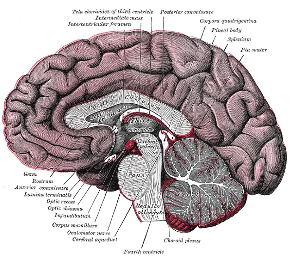 Commissure postérieure