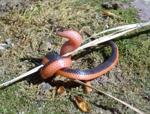 Carphophis