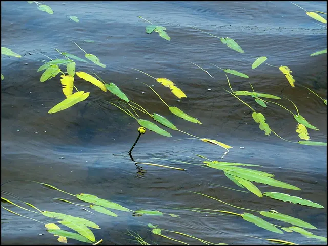 Nuphar sagittifolia