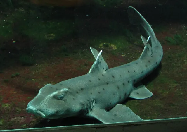 Requin Dormeur Cornu