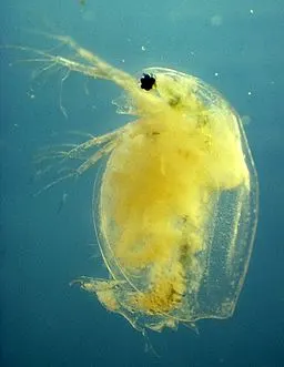 Pasteuria ramosa