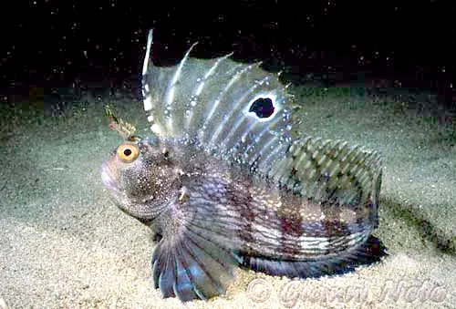 Blennioidei