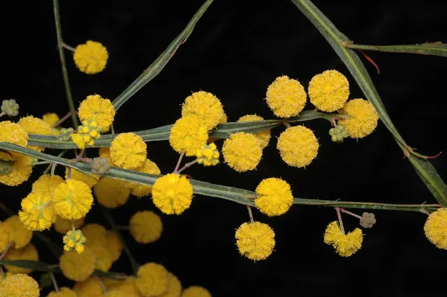 Acacia applanata