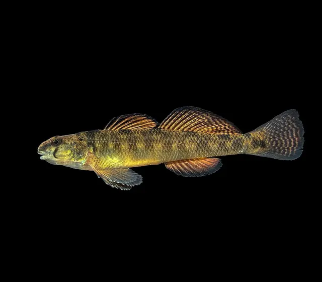 Waccamaw darter