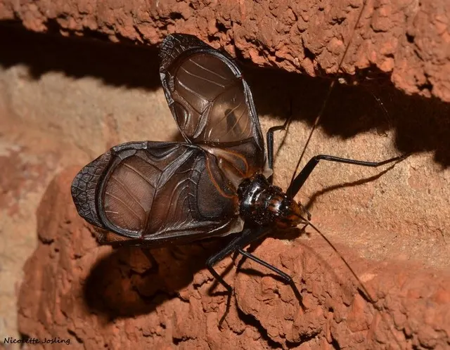 Homoeogryllus orientalis