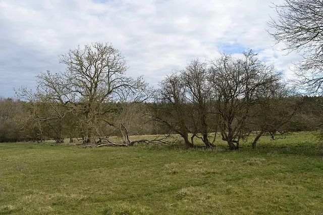 Tingewick Meadows
