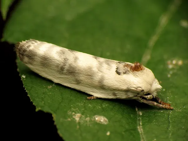 Antaeotricha leucillana