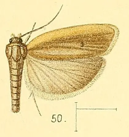 Stenoma complanella