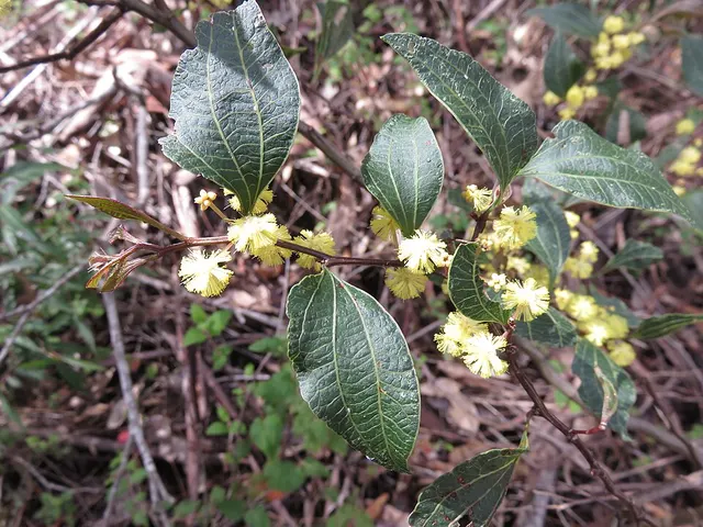 Acacia urophylla