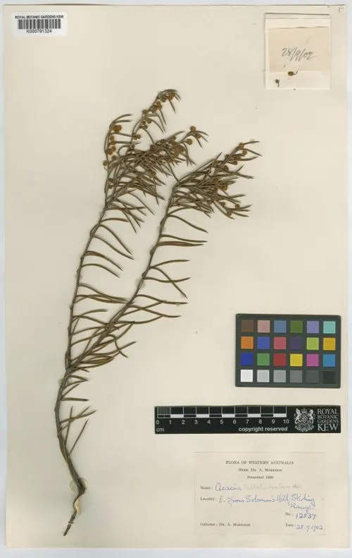 Acacia acellerata