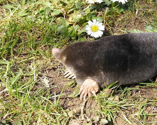 Mole