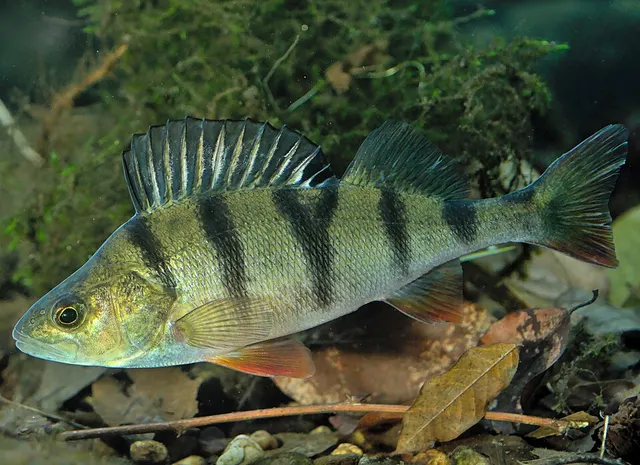 European perch