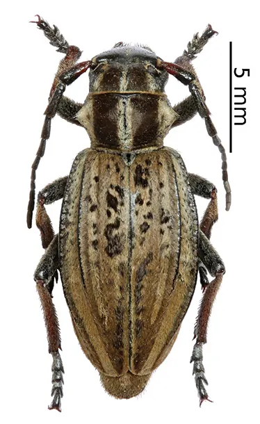 Dorcadion nikolaevi