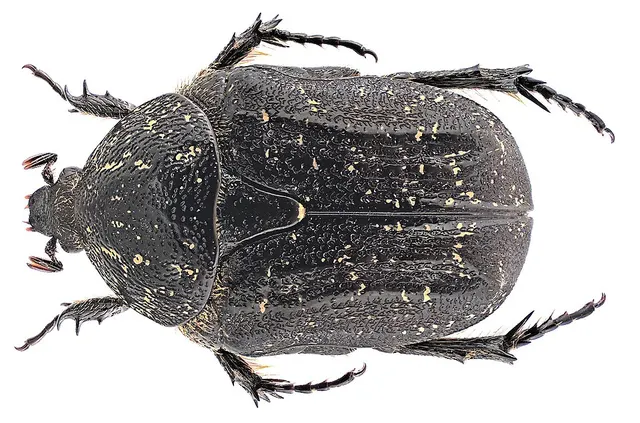 Xeloma