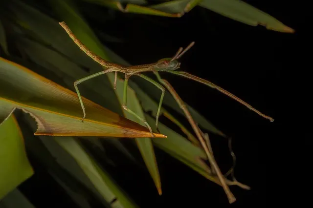 Clitarchus rakauwhakanekeneke