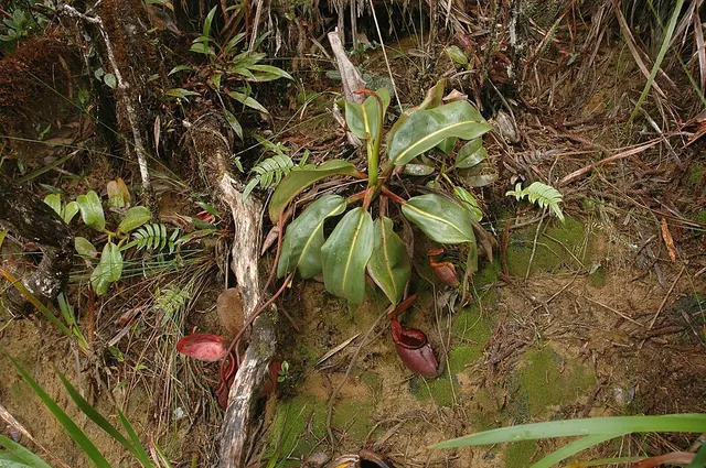 List of Nepenthes natural hybrids