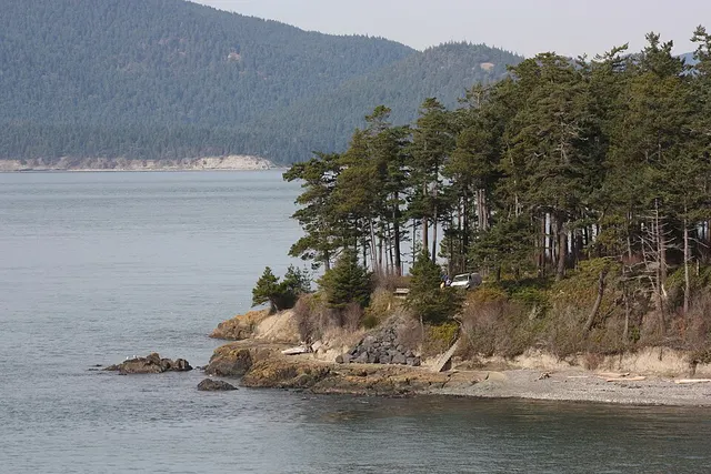 Douglas fir