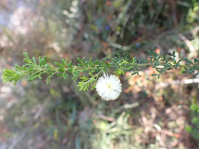 Acacia luteola