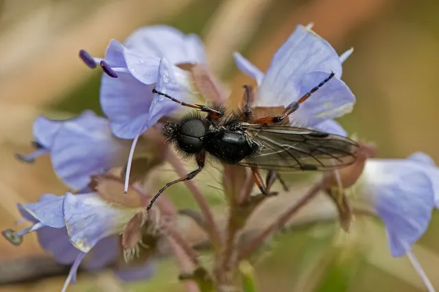 Bibio xanthopus