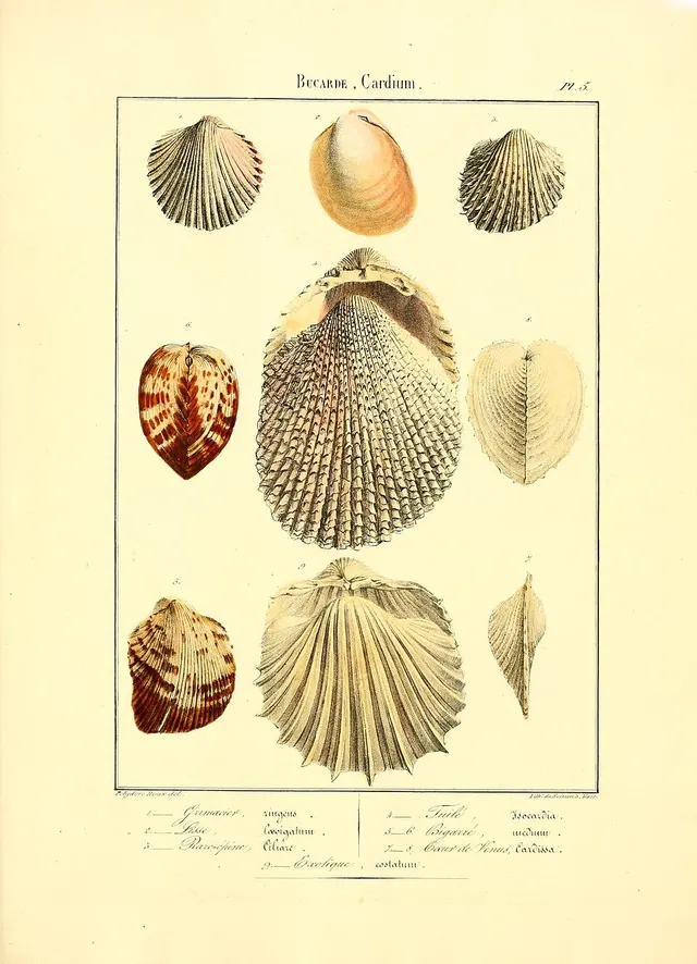 Polydore Roux