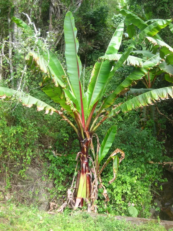 Banana-families