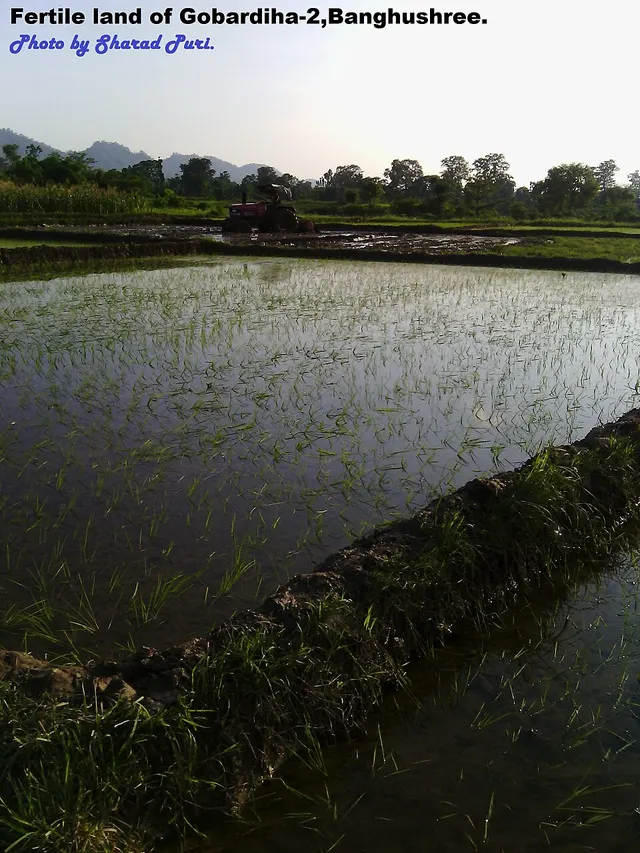 Banghushree